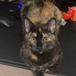 Meet your Posher, Sam